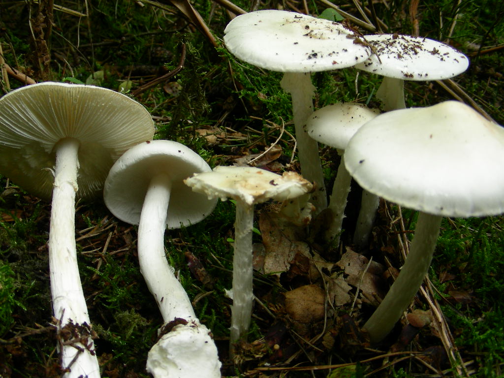 Amanita virosa (Lamark) Bertillon